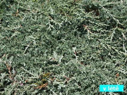 Juniperus%20horizontalis%20Ice%20Blue%2002