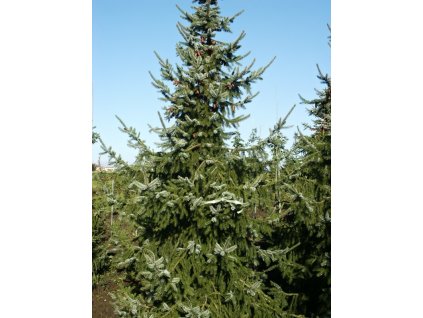 Picea%20omorika%20011