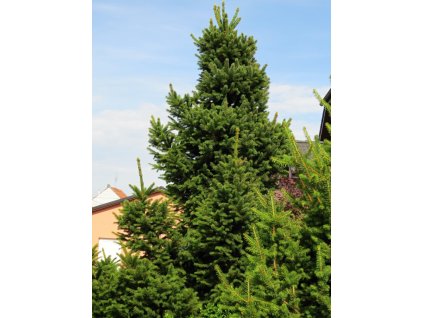 Picea%20abies%20WillZwerg%2001