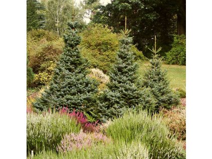 Picea%20omorika%20Nana