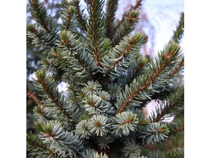 Picea%20omorika%20De%20Ruyter02s