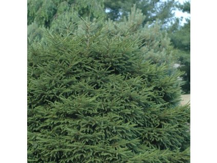 PIcea%20orientalis%20Nana01s