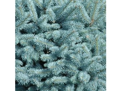 Picea%20pungens%20Domsche01s