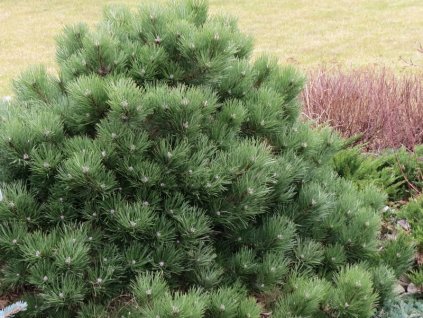 Pinus%20nigra%20Helga%2001