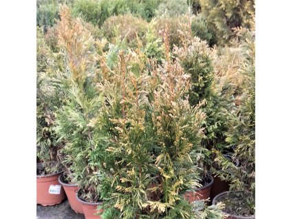 Thuja%20CopperKettle02%20(2)