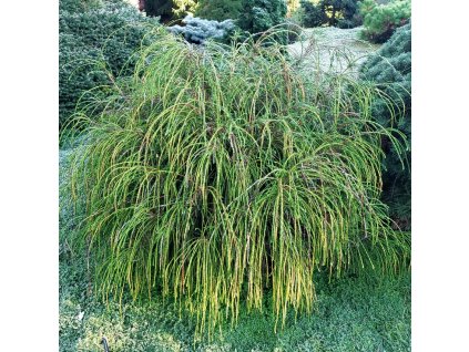 Thuja%20plicata%20Whipcord02s