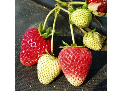 Fragaria x Aromas  jahodník stáleplodící, velkoplodý