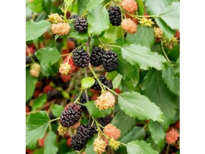 Morus%20Mojo%20Berry02