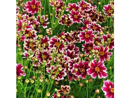 coreopsis ruby frost1m1