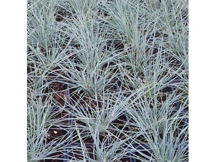 Festuca cinerea Kitty Dark Blue01m1