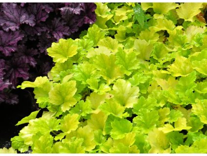 Heuchera%20Electra%2001