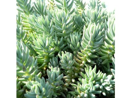 Sedum%20Blue%20Spruce01