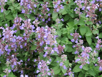 Nepeta%20fassenii%20Purrsian%20Blue%2005