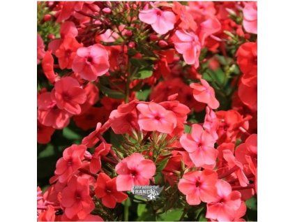 phlox flame w.1m1