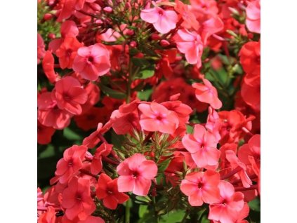 Phlox%20paniculata%20Flame%20Watermelon01