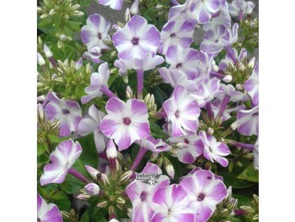 phlox lila1m1