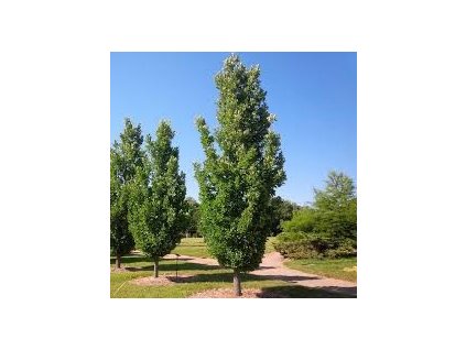 Quercus warei regal prince02