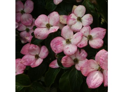 Cornus%20kousa%20Satomi%2007s