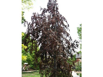 Fagus%20sylvatica%20Black%20Swan