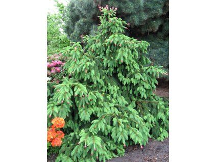 Picea%20abies%20Acrocona%2001
