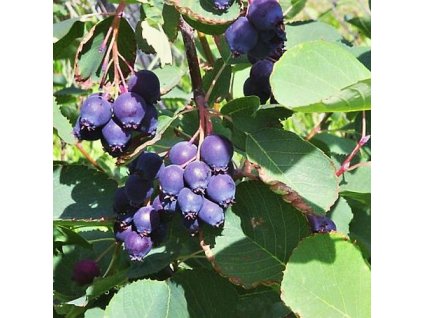 Amelanchier%20alnifolia1