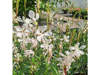 Gaura%20Gaudii%20White