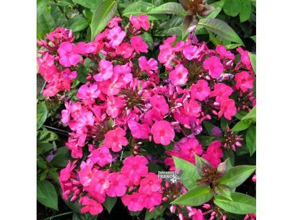 phlox summer red1m1