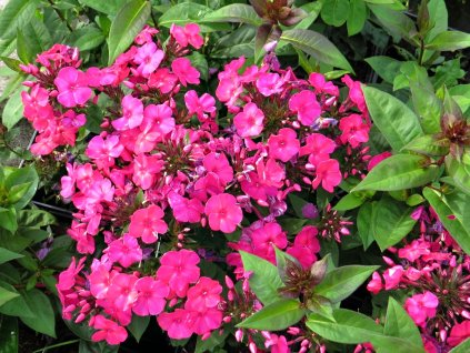 Phlox%20paniculata%20Summer%20Red%2005