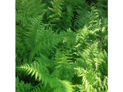 Athyrium%20filix%20femina%20Rotstiel05s