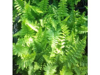 Dryopteris%20affinis%20Crispa01s