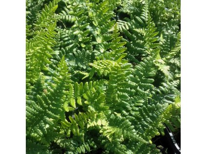 Dryopteris%20affinis01s