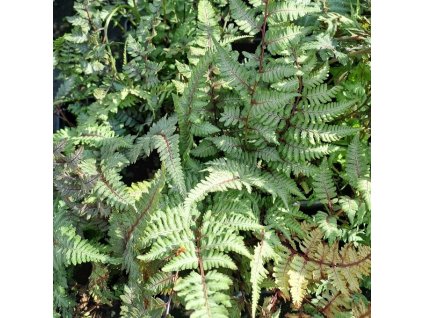Athyrium nipponicum Silver Falls01s