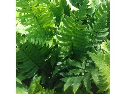 Dryopteris%20cycadina02s
