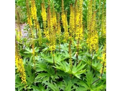 Ligularia%20przewalski02s