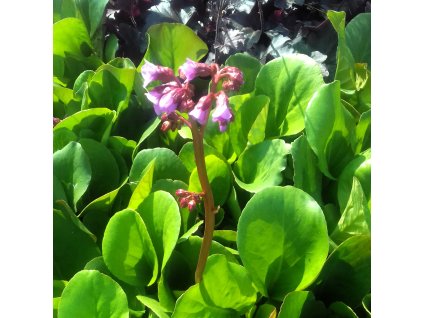 Bergenia%20cordifolia%20Soeshine%20Rose02s