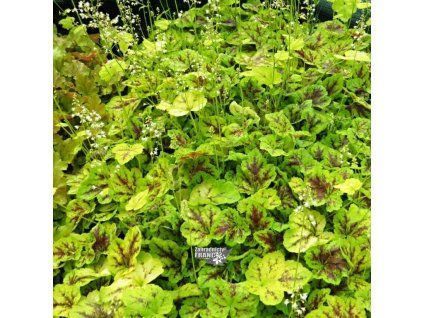 heuchera solar power1m1