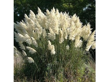 cortaderia white1m1
