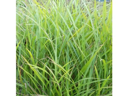 Miscanthus sinensis Brazil02m1