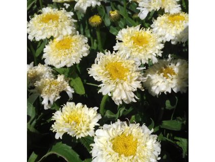 Leucanthemum%20maximum%20Luna04s