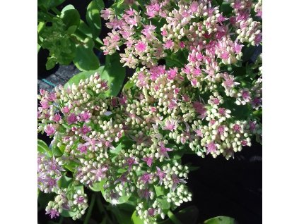 Sedum%20telephium%20Surrender%20Rose%20Imp.03s