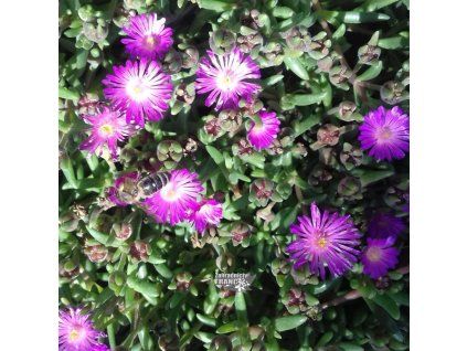 delosperma1m1