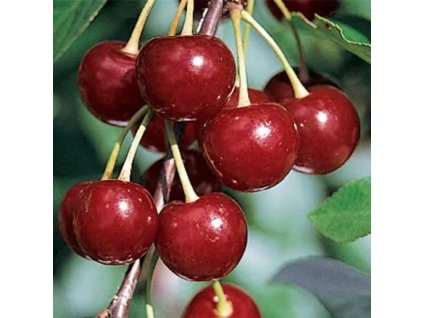 Prunus%20Erdi%20Botermo