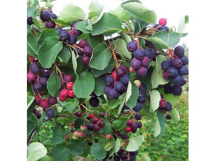 AmelanchieralnifThiessen123