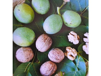 Juglans%20Mars03s