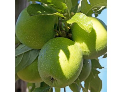 Malus Granny Smith03m