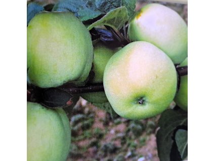 Malus Prusvitne letni01