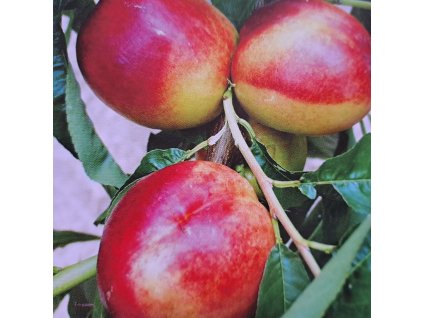 Prunus%20Flavortop02s