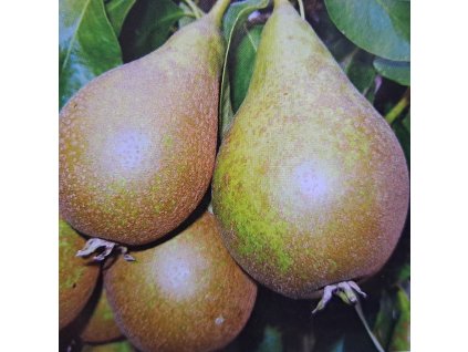 Pyrus%20Konference02s