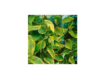 Cornus%20alba%20Spaethii01s