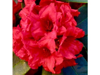 Rhododendron%20Dopey01s